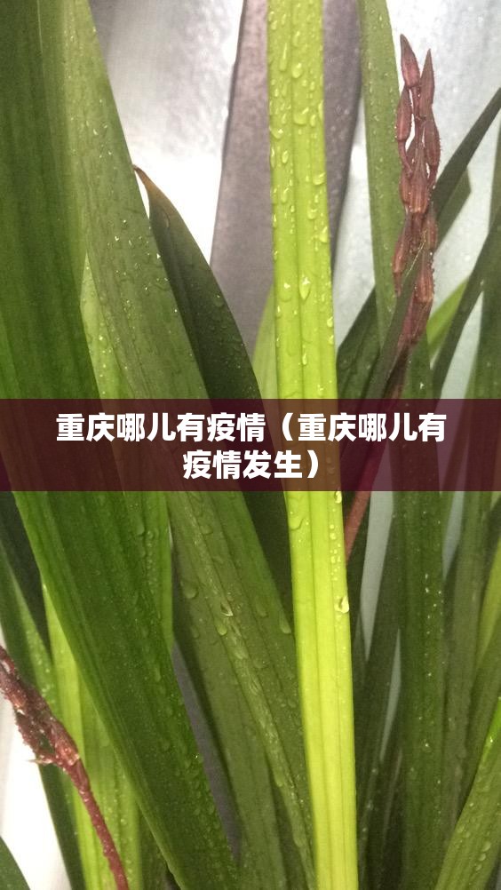 重庆哪儿有疫情（重庆哪儿有疫情发生）