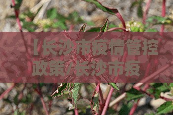 【长沙市疫情管控政策/长沙市疫情管控政策最新】