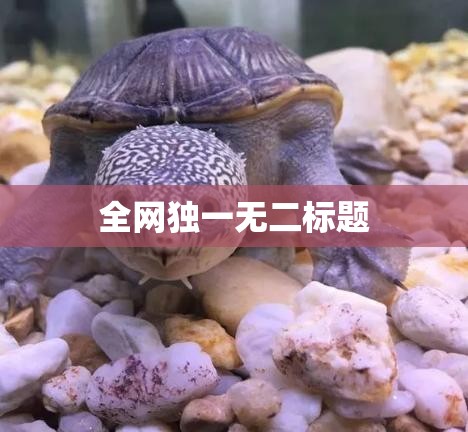 全网独一无二标题